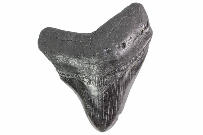 Fossil Megalodon Tooth - Georgia #151544